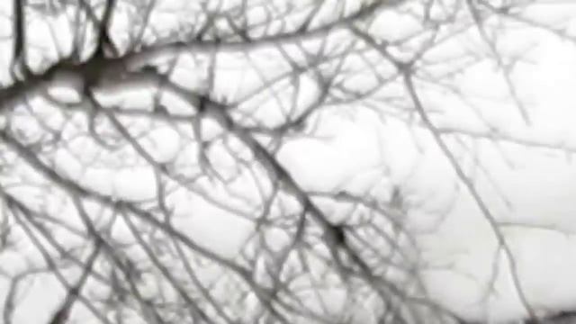 Годівничка в зимовому саду