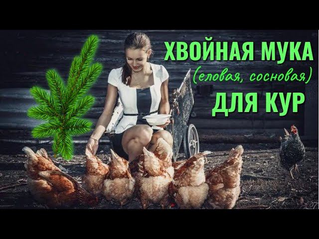 Как и когда давать курам хвойную (еловую, сосновую) муку, как её делать и заготавливать