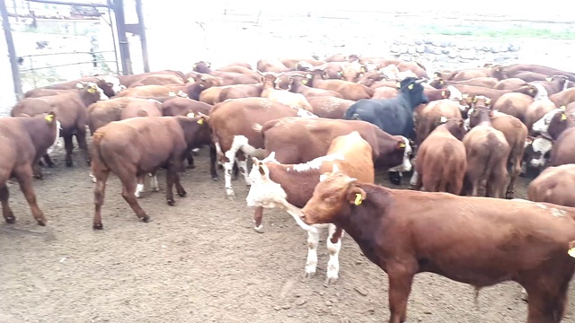 140 голов Герефордов, Сементалов, Казахских белоголовых, Калмыкских пород КРС. Продажа на откорм. смотреть онлайн