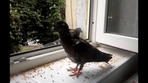 Мои питомцы 3 ? Голубиная сага. анимация Полка