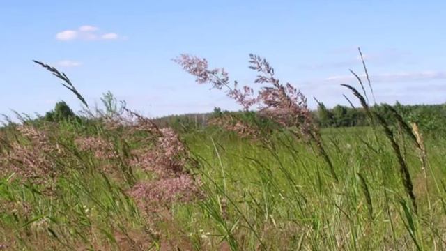 Там, среди русских полей - Михаил Евдокимов.mp4 смотреть онлайн