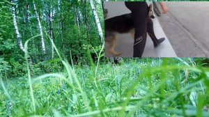 Как научить собаку слушаться.Советы по дрессировке.