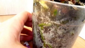 Орхидеи .Мои новые орхидеи Фаленопсис .Чармер и LimeLight.(ч.1)