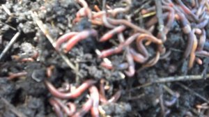 Червь Старатель Владимирский. Выращивание в буртах. Изготовление биогумуса.