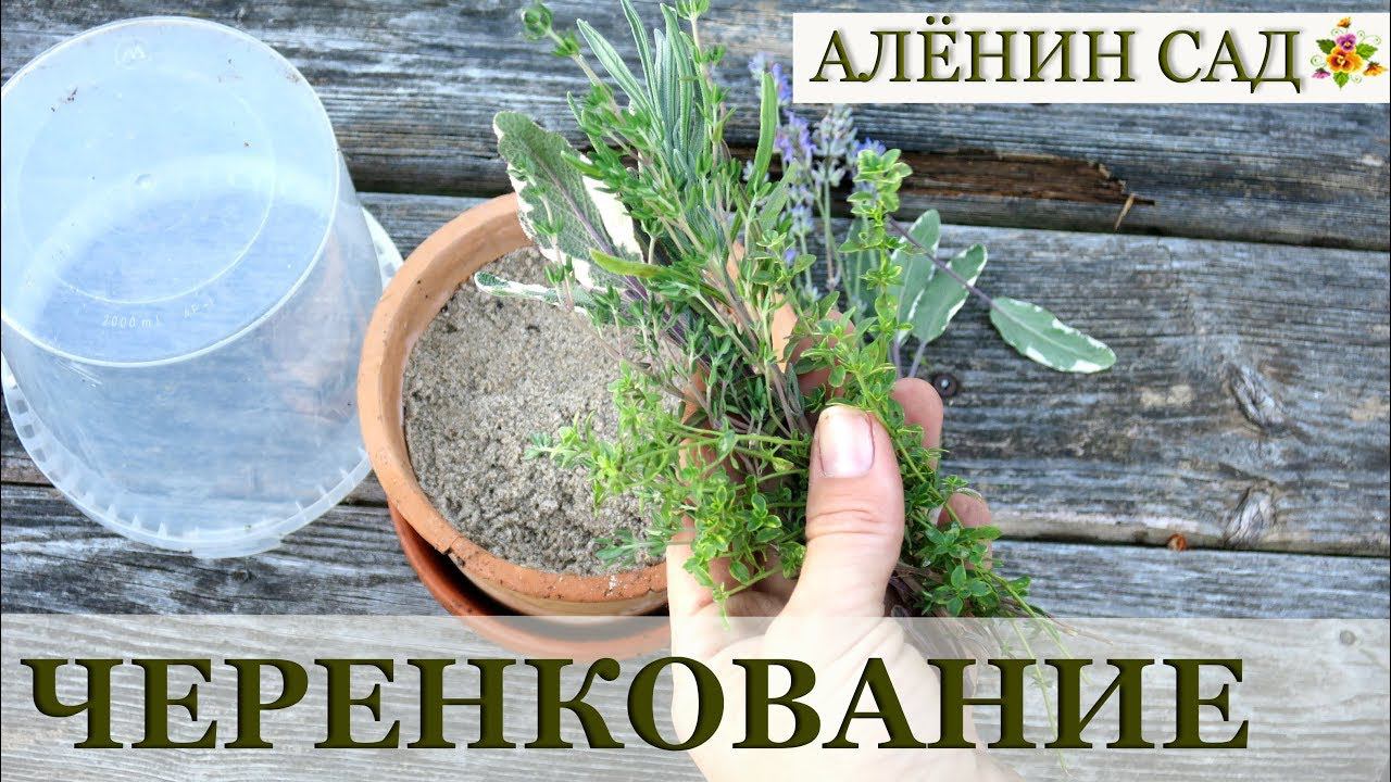 РОЗМАРИН и другие / РАЗМНОЖЕНИЕ черенками / Огород на подоконнике
