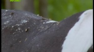 Цикл развития овода