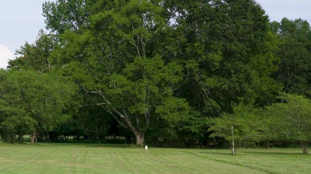 I LOVE throwing the WESTSIDE DISCS BEAR // Tournament Orbit vs. VIP Ice Bear (also Westside Stag) смотреть онлайн