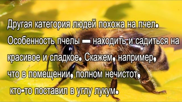 ПРИТЧА ПРО МУХ И ПЧЕЛ муз - Э .Туниянц смотреть онлайн