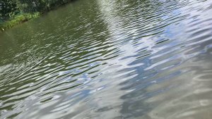 Поймал крупного белого амура