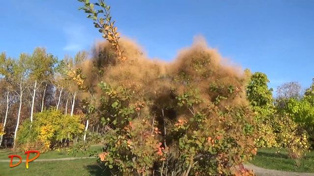 Деревья-солитеры для дачи: катальпа, скумпия, магнолия и др. (ЮУБСИ, осень 2022 г., Часть 1). смотреть онлайн
