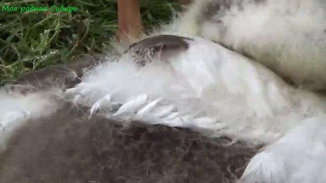 А серая шейка то - гусак! смотреть онлайн