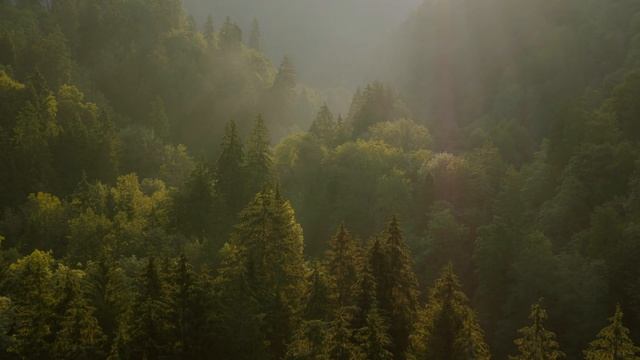 Black Forest from Above смотреть онлайн