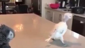 Попугай танцует👍😎