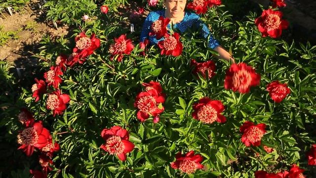 Пион AKRON смотреть онлайн