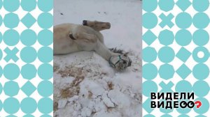 Ленивый конь. Видели видео? Фрагмент выпуска от 07.03.2021