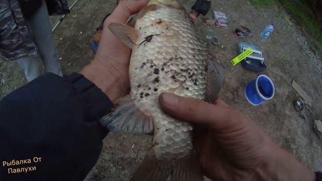 Вечерний Клёв Карася!!! река Клязьма