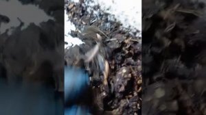 маточник Дендробены на листьях акации