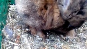 Ч.2 Окрол вне гнезда. Роды крольчихи. Что должен сделать кроликовод. Кролики рождаются.