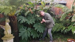 Tetrapanax Papyrifer Rex Winter Care | Winterizing Chinese Rice Paper Plant | UK Tropical Garden