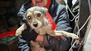 🔴Эвакуация собак из адского дома в Кулунде| 3 серия | История собаки  Ванэссы | Rescue of stray dog
