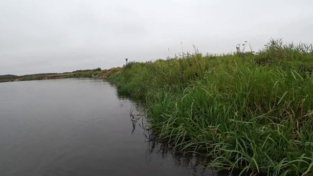 Kosadaka Flash XS 110F делает рыбалку. Сплав по реке Березина. Хороший окунь на Gekiasa II 105SP