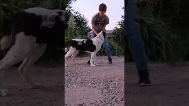 Щенок алабая, девочка. Продажа смотреть онлайн