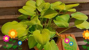 Хоста гибридная Лейксайд Банана Бей. Краткий обзор, описание hosta hybrida Lakeside Banana Bay