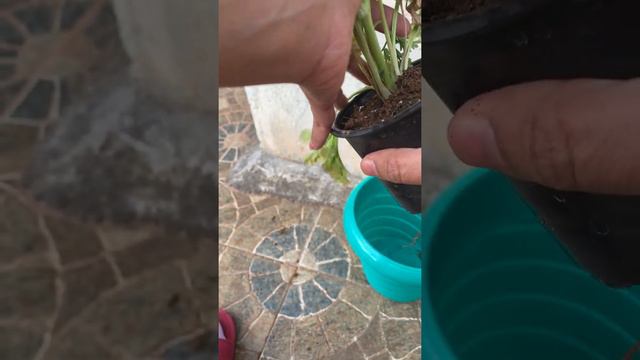 Flower plant | Ranunculus |  winter flowering plant | winter flower plant in India смотреть онлайн