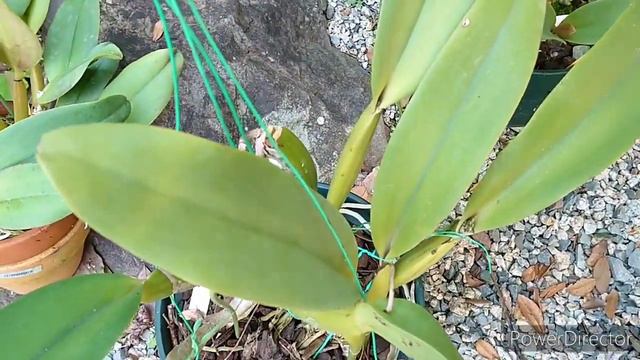 Cattleya labiata var tipo смотреть онлайн