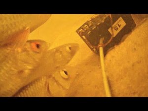 Посмотрите что творит тутти фрутти под водой! Наверное вся рыба с водоема собралась у кормушки.