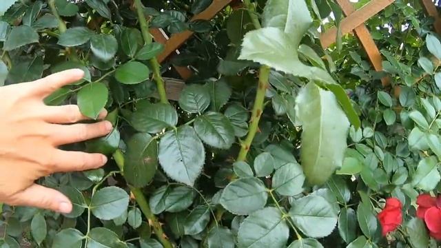 Взрослая роза не растет после пересадки? смотреть онлайн