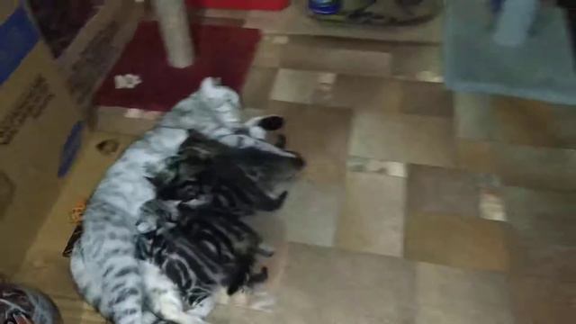 Кошка Зоя кормит своих котят смотреть онлайн