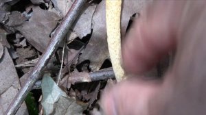 Falo perruno, Dog Stinkhorn, Mutinus caninus, Phallus caninus 4k