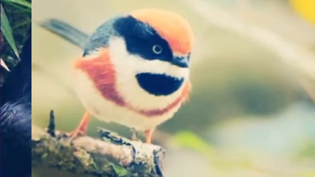 Птицы мира. смотреть онлайн