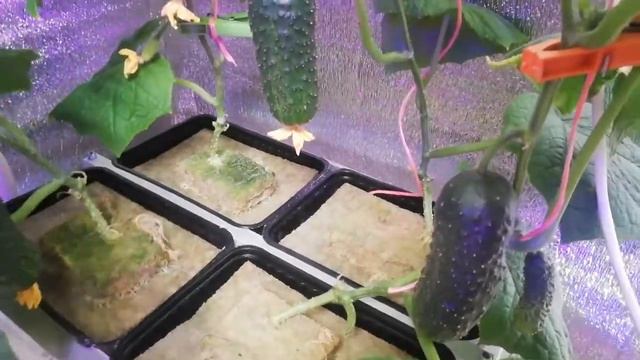 Огурцы зимой на гидропонике. Шёл 55 день. смотреть онлайн