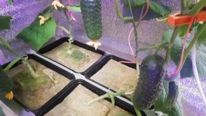 Огурцы зимой на гидропонике. Шёл 55 день.