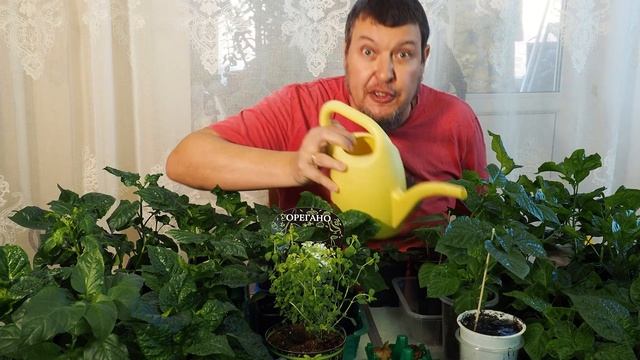 Рассада перца чили смотреть онлайн