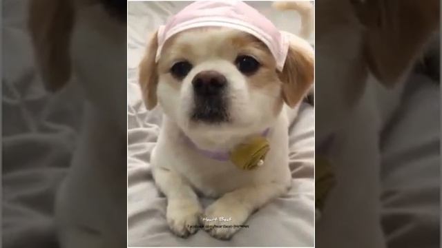 Cute dog