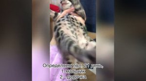 Бенгальские котята