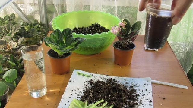 Секреты омолаживания фиалок.