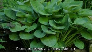 Сорта и виды хосты