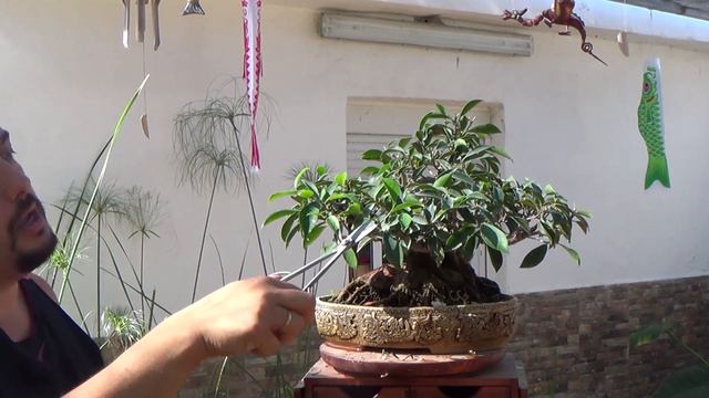 El bonsai que era un Ficus Ginseng - Refinado смотреть онлайн