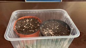 Посев семян петрушки в кипяток, как выглядит рассада 1 мая 2021. Sowing parsley in boiling water.