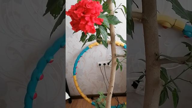 КИТАЙСКАЯ РОЗА ЦВЕТЕТ в ОКТЯБРЕ !!!