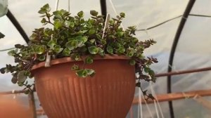 Обзор теплицы с цветами на 05.05.21