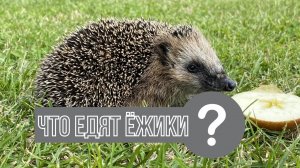 Едят ли ежи яблоки?