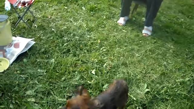 ПРОСТО МОЯ СОБАКА МОНЯ !!!!!!!!! Читайте описание . смотреть онлайн