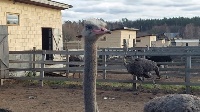 Интересные факты о страусах(Interesting facts about ostriches). смотреть онлайн