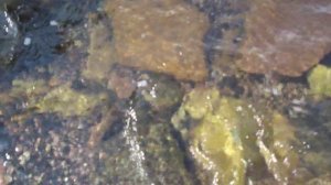 Поймал сразу три хариуса! Эвенкия 2018.mp4