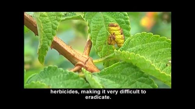 Latina Camara смотреть онлайн